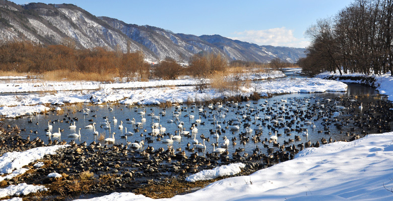 安曇野市豊科　犀川ダム湖　白鳥