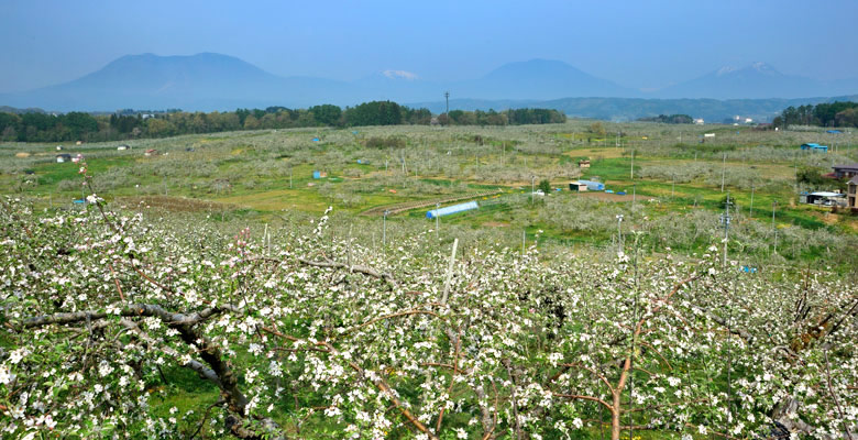 飯綱町　りんごの花