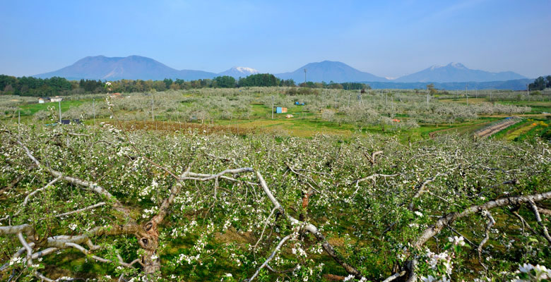 飯綱町　りんごの花