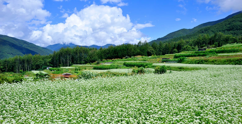 松本市奈川のそば畑