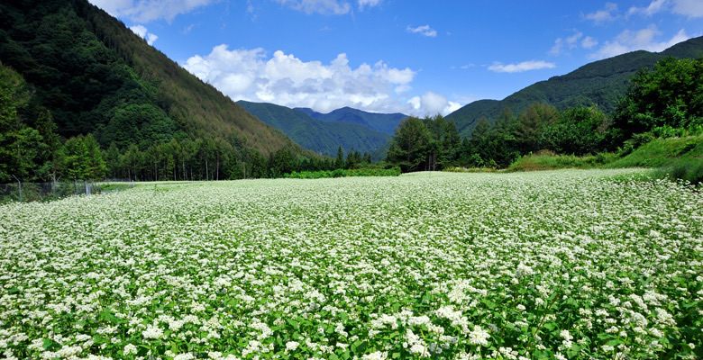 松本市奈川のそば畑