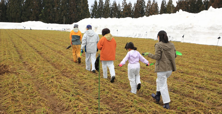 津南町雪下にんじん収穫体験