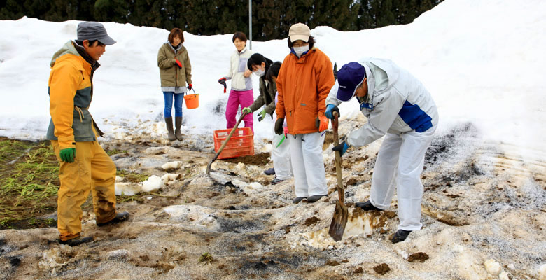 津南町雪下にんじん収穫体験