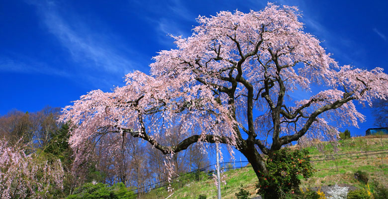 豊丘村