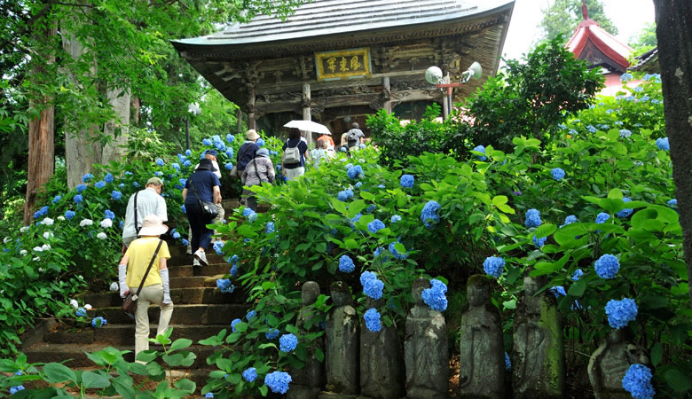 高源院,あじさい寺