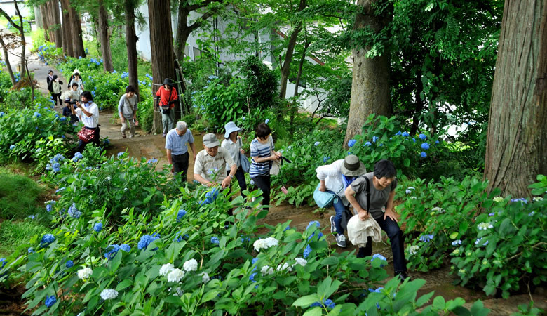 高源院,あじさい寺