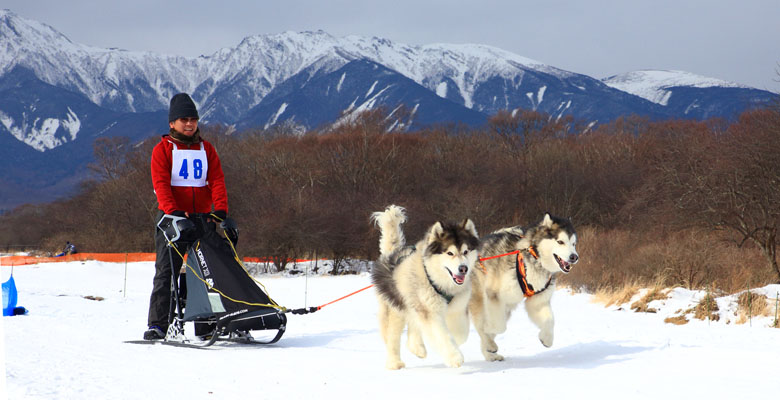 犬ぞりレース