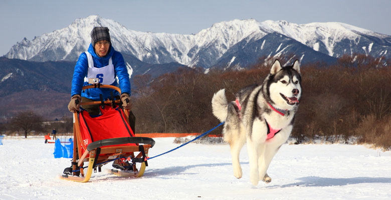 犬ぞりレース