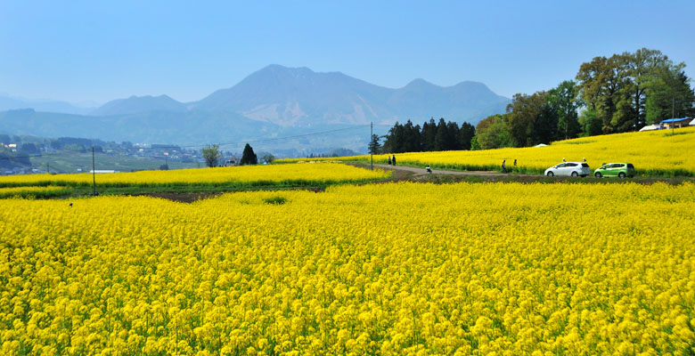 飯山市　菜の花公園