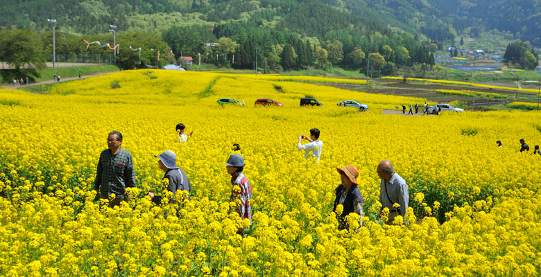 飯山市　菜の花公園