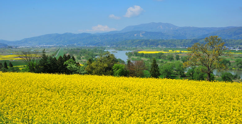 飯山市　菜の花公園