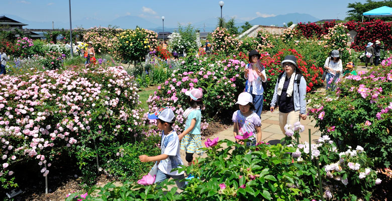 中野市　なかのバラまつり