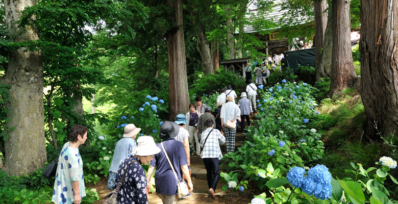 飯山市戸狩温泉　あじさい寺