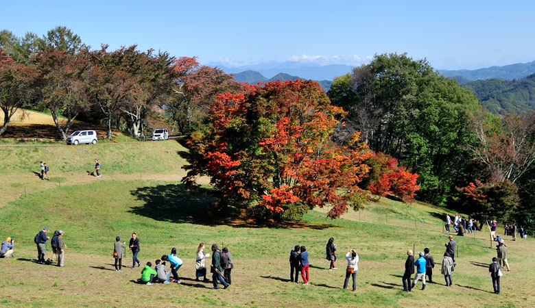 池田町七色大カエデ