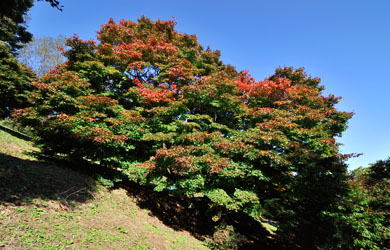 池田町　大カエデ