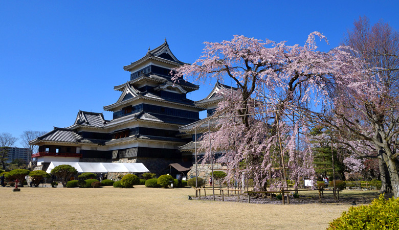 国宝松本城の桜
