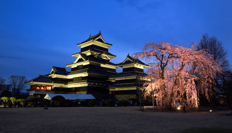 国宝松本城の桜