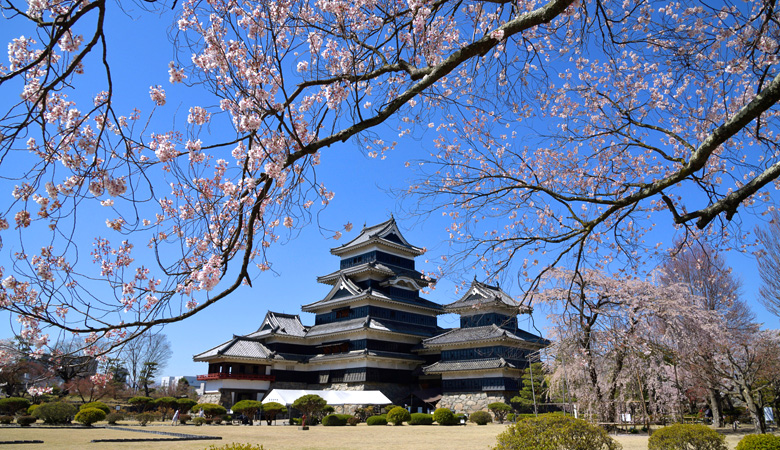 国宝松本城の桜