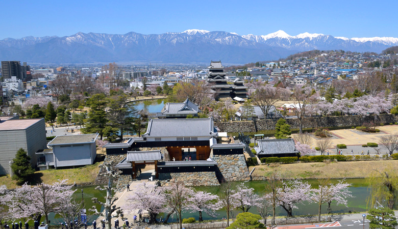 国宝松本城の桜