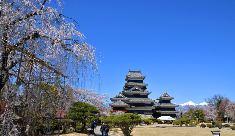 国宝松本城の桜