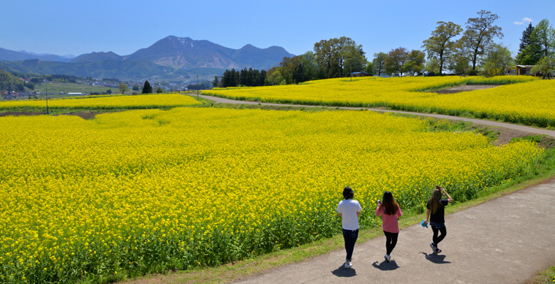 飯山市 菜の花公園