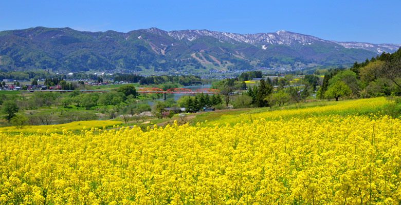 飯山市 菜の花公園