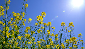 飯山市 菜の花公園