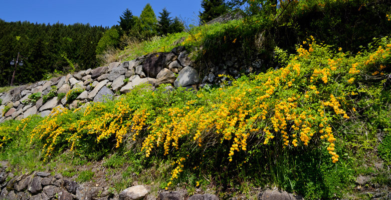 木島平村　やまぶきの里