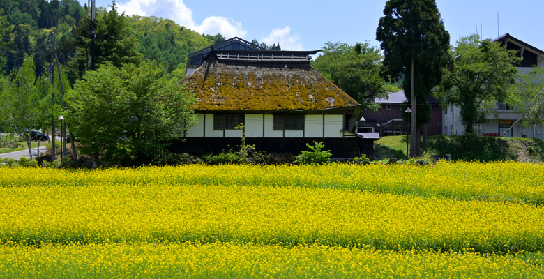 北竜湖資料館、菜の花