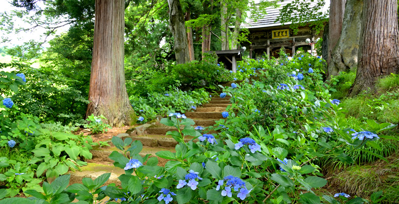 飯山市戸狩温泉　あじさい寺