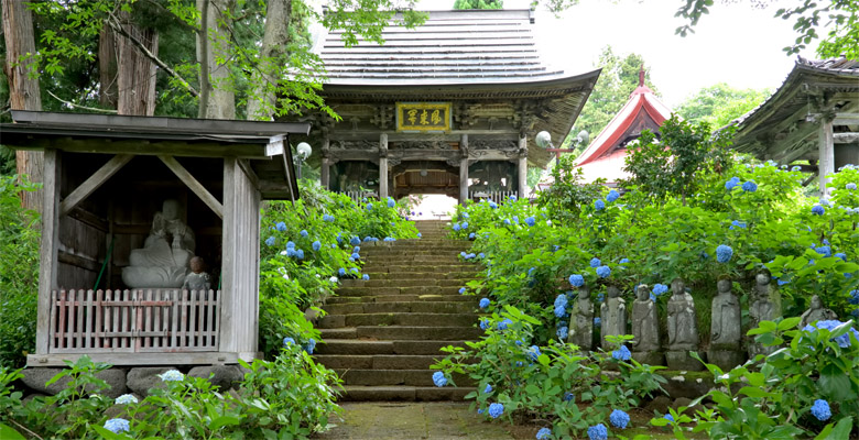 飯山市戸狩温泉　あじさい寺