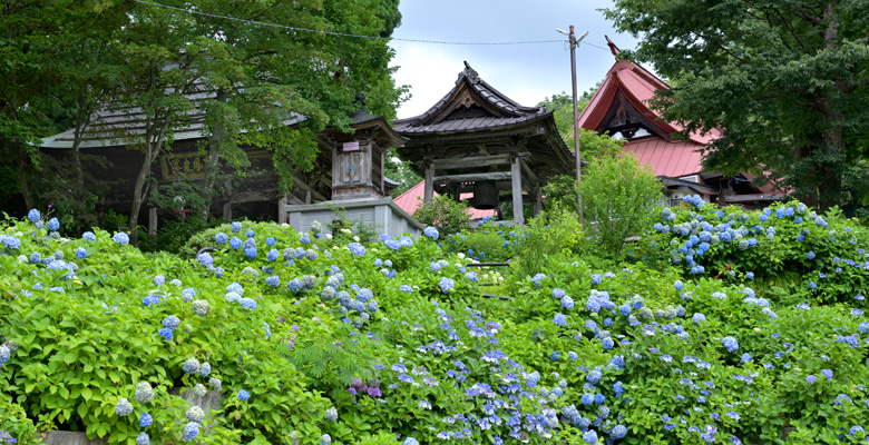 飯山市戸狩温泉　あじさい寺