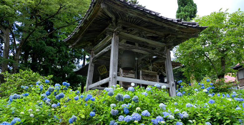 飯山市戸狩温泉　あじさい寺