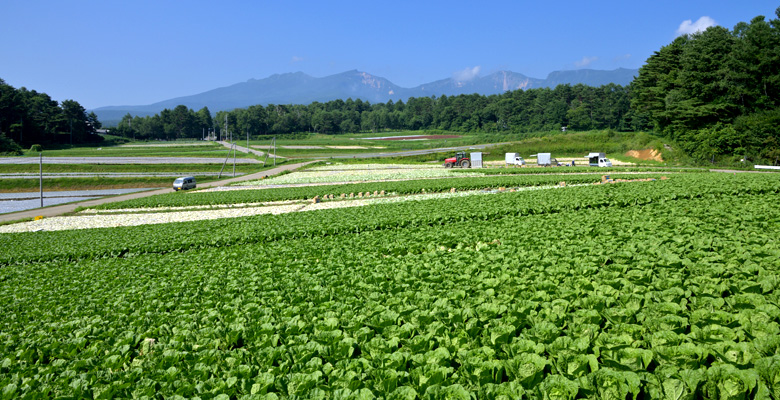 松原湖高原、高原野菜