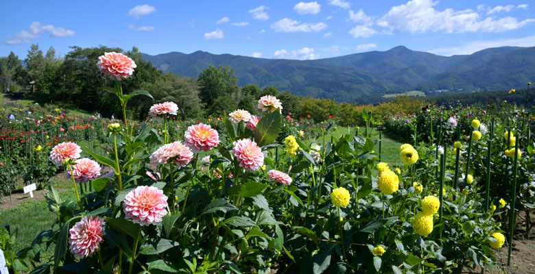 木島平ダリア園