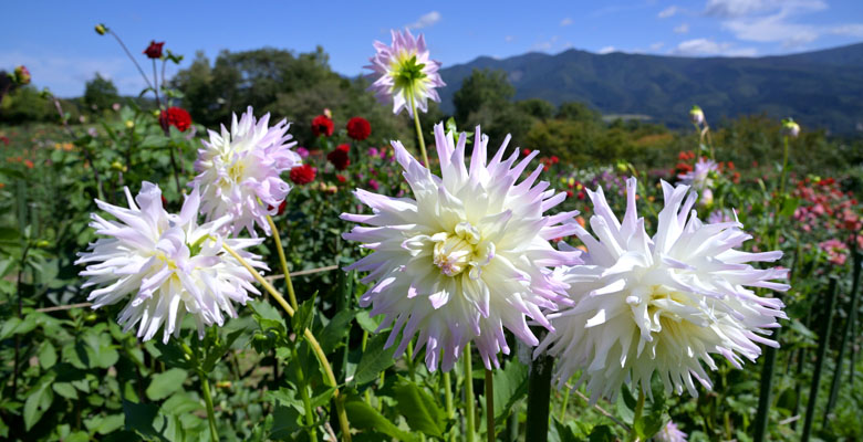 木島平ダリア園