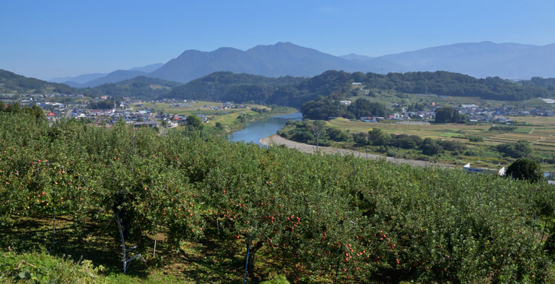 中野市　りんご畑