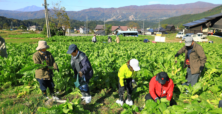 のざわな蕪四季會社蕪主総会