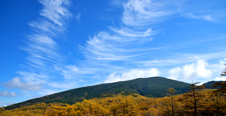 高峰高原　カラマツの紅葉