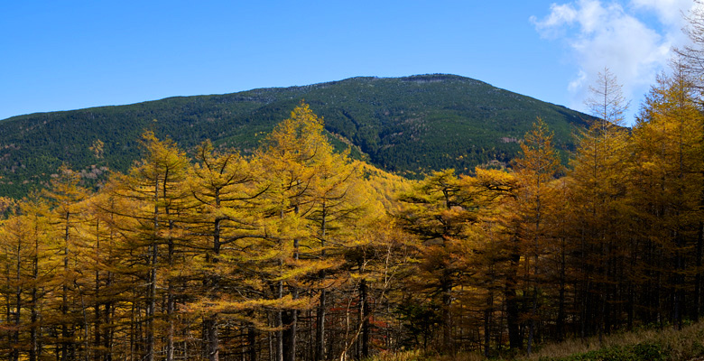 高峰高原　カラマツの紅葉