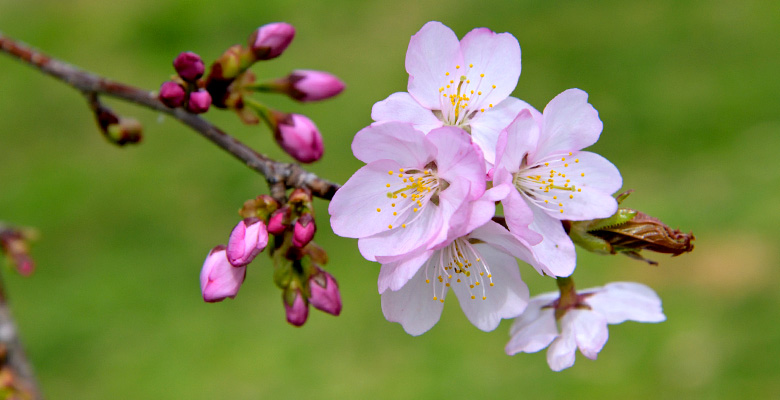 桜