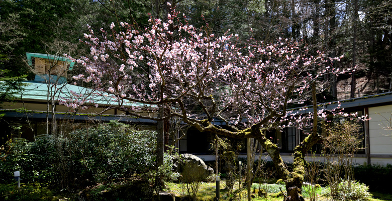 上林ホテル仙壽閣の梅の花