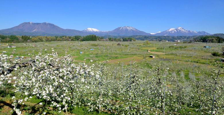 北信五岳とりんごの花