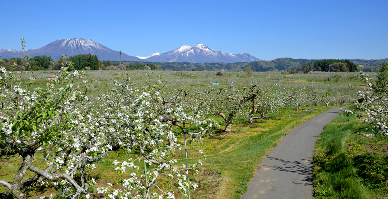 北信五岳とりんごの花