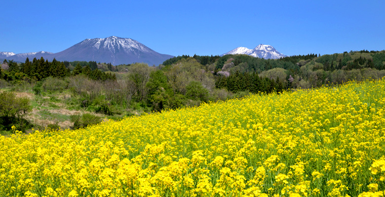 黒姫山、妙高山と菜の花