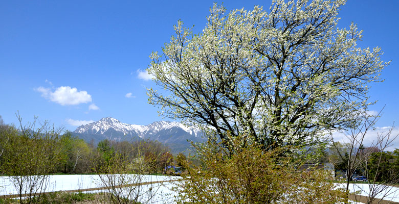 野辺山高原ヤマナシの花