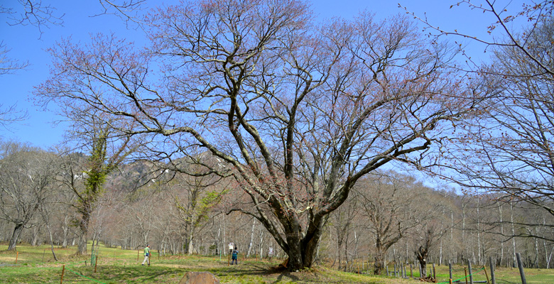 戸隠キャンプ場,五地蔵桜