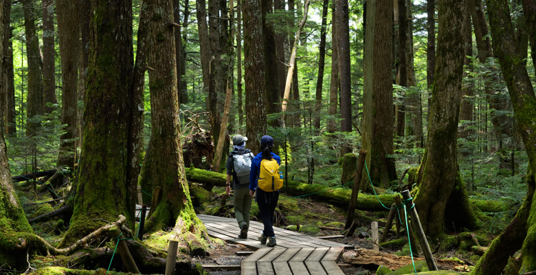 白駒池の苔の森と遊歩道