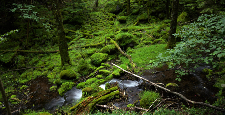 南沢遊歩道の苔の森・メインエリア