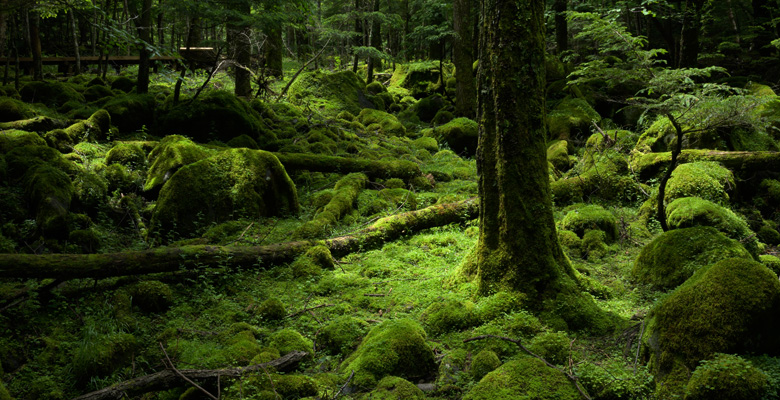 南沢遊歩道の苔の森・メインエリア